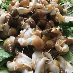 حلزون آچتینا آلبینو ۵ سانت