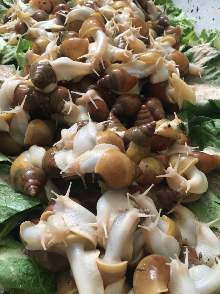 حلزون آچتینا آلبینو ۵ سانت