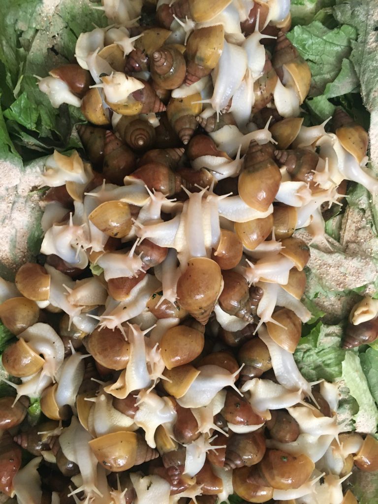 حلزون آچتینا آلبینو ۴ سانت