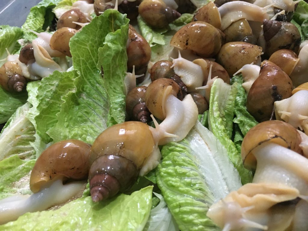 حلزون آچتینا ۶ سانت آلبینو