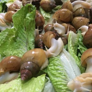حلزون آچتینا ۶ سانت آلبینو