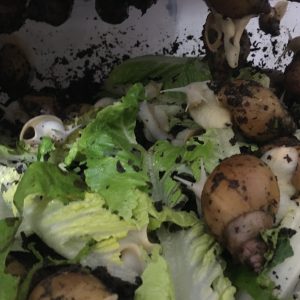 حلزون مولد ۹ سانتی آلبینو