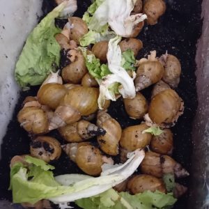 حلزون آلبینو گوشت سفید