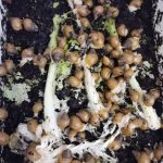 حلزون آلبینو گوشت سفید