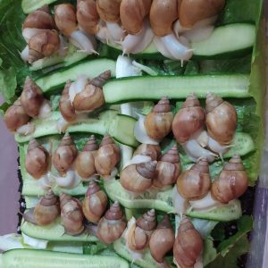 فروش حلزون آچاتینا 40 مولد 200 جوجه حلزون
