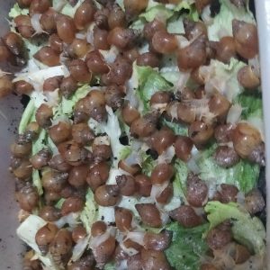حلزون ۴ سانتی