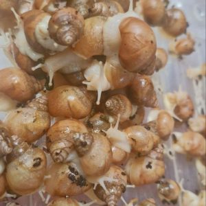فروش جوجه حلزون آچاتینا